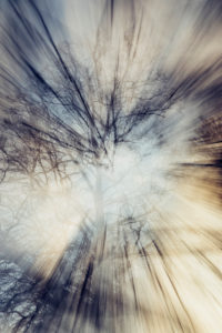 Double exposure of a leafless beech in winter Double exposure of a leafless beech in winter